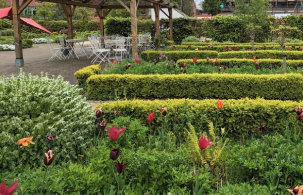 Rows of low hedgerows with tulips and plants in various different colours