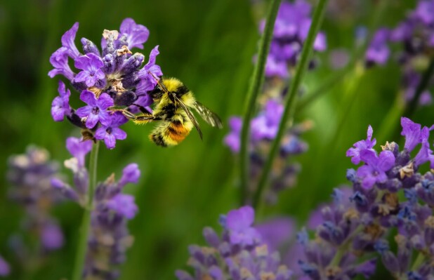Meet Beekeeper Joan