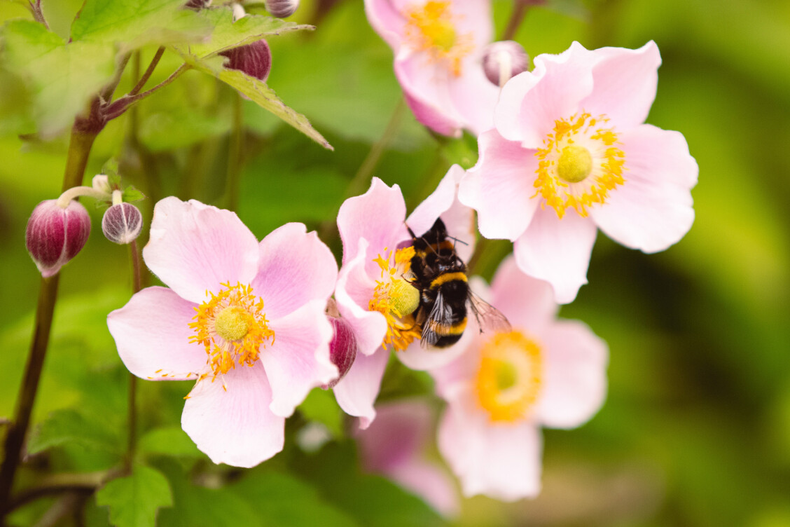 A bee on a flower