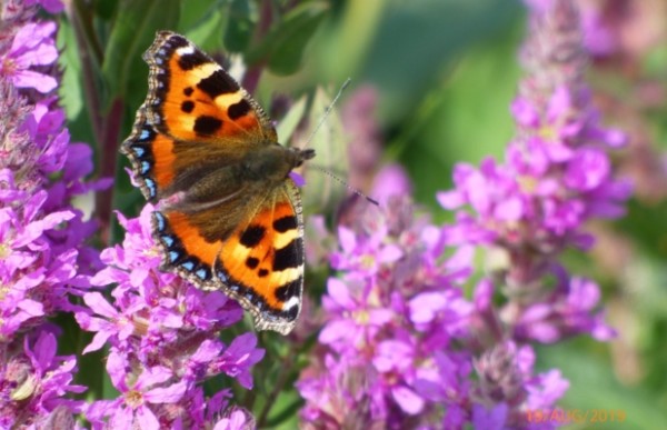 An admiral butterfly on a purple flower